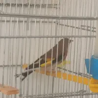 سهره و قناری