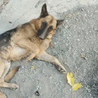 سگ ژرمن پیدا شده