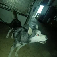 هاسکی اصیل مو کوتاه|سگ|لواسان, |دیوار