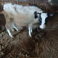 گاو شیری|حیوانات مزرعه|هیر, |دیوار