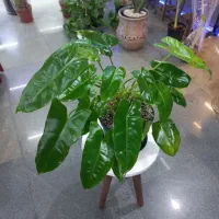 حراج گیاهان آپارتمانی به دلیل جمع کردن مغازه