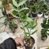 زاموفیلیا کوچک چند شاخه