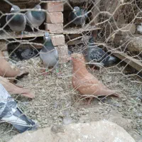 کفتر جوجه زرد کرمونی کاکلی|پرنده|زاوه, |دیوار