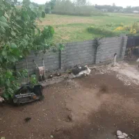 فروش زمین|فروش زمین و ملک کلنگی|خمام, |دیوار