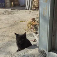 اهدای بچه گربه رایگان|گربه|مرند, |دیوار