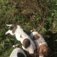 واکذاری سک شکاری