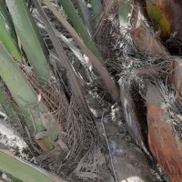 پاجوش برحی