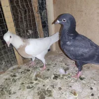جوجه ساده