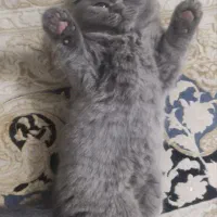 گربه اسکاتیش