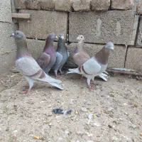 رخ کبوتر گویایه همه چی هست|پرنده|گنبد کاووس, |دیوار