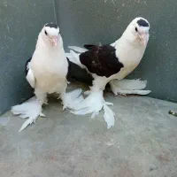 طوقی.دم سیاه.ساده سیاه معاوضه با طوقی ماده|پرنده|ایرانشهر, |دیوار