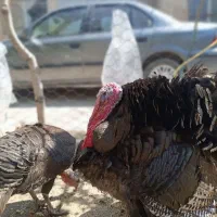 بوقلمون برنز ماده