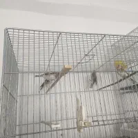 سهره ماده|پرنده|اسلامشهر, شهرک امام حسین (میان آباد)|دیوار