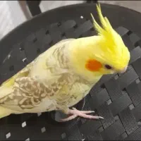 عروس هلندی نر|پرنده|شاهدشهر, |دیوار