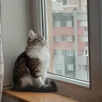 واگذاری رایگان گربه خانگی