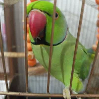 طوطی ملنگو
