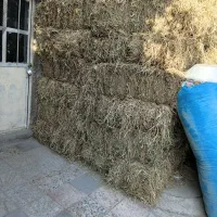 پرس برنج|لوازم جانبی حیوانات|بروجرد, |دیوار