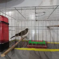 قناری رد فاکتور|پرنده|کرمان, |دیوار