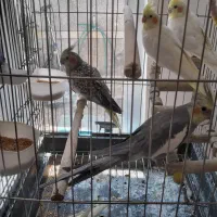 عروس هندی