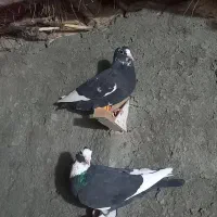 کبوتر نر
