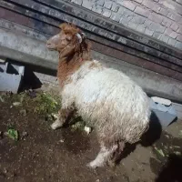 بره نر