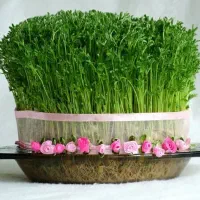 آموزش آنلاین کاشت سبزه نوروز