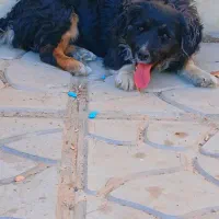 سگ ماده پا کوتاه 6 ماه فکر کنم باشه