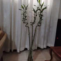 گل طبیعی بامبو با گلدان شیشه ایی
