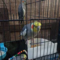 عروس هلندی مولد