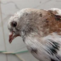 یه جوجه سرور تغریبا طلا
