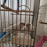 عروس هلندی آلبینو چشم شرابی