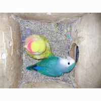 طوطی کوتوله|پرنده|شیروان (خراسان), |دیوار