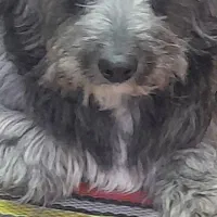 واگذاری سگ آروم پارس نمیکنه تو آپارتمان