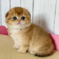 بریتیش و اسکاتیش گلد