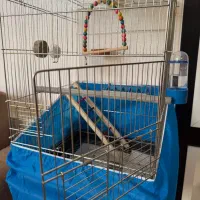 دوعدد عروس هلندی با وسیله کامل|پرنده|پیر بکران, |دیوار