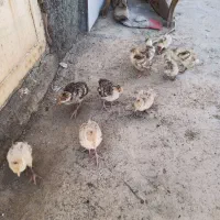 جوجه بوقلمون