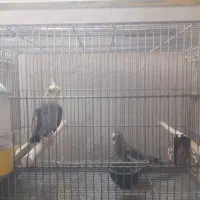 عروس هلندی|پرنده|اصفهان, ارداجی|دیوار