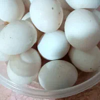 تخم اردک محلی