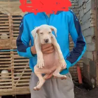 واگذاری توله داگو ارژانتینو