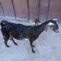 فروش بزسلاله|حیوانات مزرعه|چابهار, |دیوار