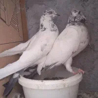 کفتر کله دم سبز ماده پرشی