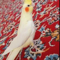 عروس هلندی نر ۲ ساله سخنگو نیمه دستی