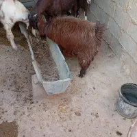 بز مری|حیوانات مزرعه|قرقری, |دیوار