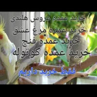 پرندگان زینتی