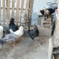 ۶ عدد مرغ گلین تخم کن ۲ عدد خروس گلین