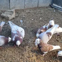 کبوتر شازده