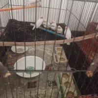 فنچ|پرنده|تهران, ابوذر|دیوار