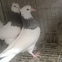 جوجه طوقی سرور