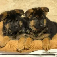 ژرمن مو کلاسیک|سگ|تهران, شهرک آزمایش|دیوار