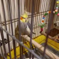 عروس هلندی|پرنده|پاکدشت, شهرک امام رضا|دیوار